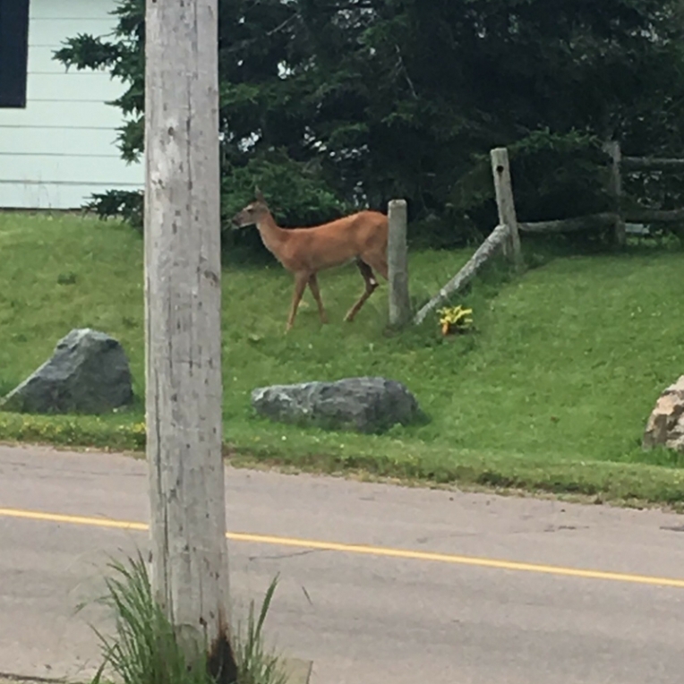 Deer - Nova Scotia